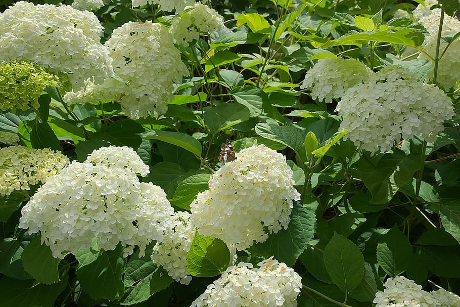 bauer hydrangea, white, hydrangea flower, garden, butterfly HD wallpaper
