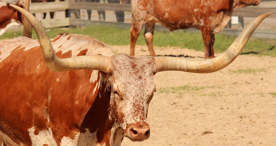 longhorn, cattle, livestock, agriculture, bull, ranch, horns, HD wallpaper