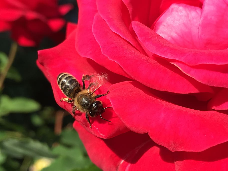 red, rose, bee, iphone, macro, flower, flowering plant, invertebrate HD wallpaper