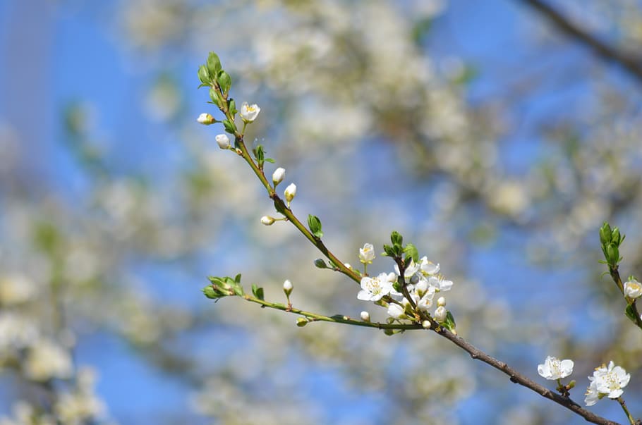 branch, tree, white, nice, spring, nature, flowers, plant, flowering plant HD wallpaper