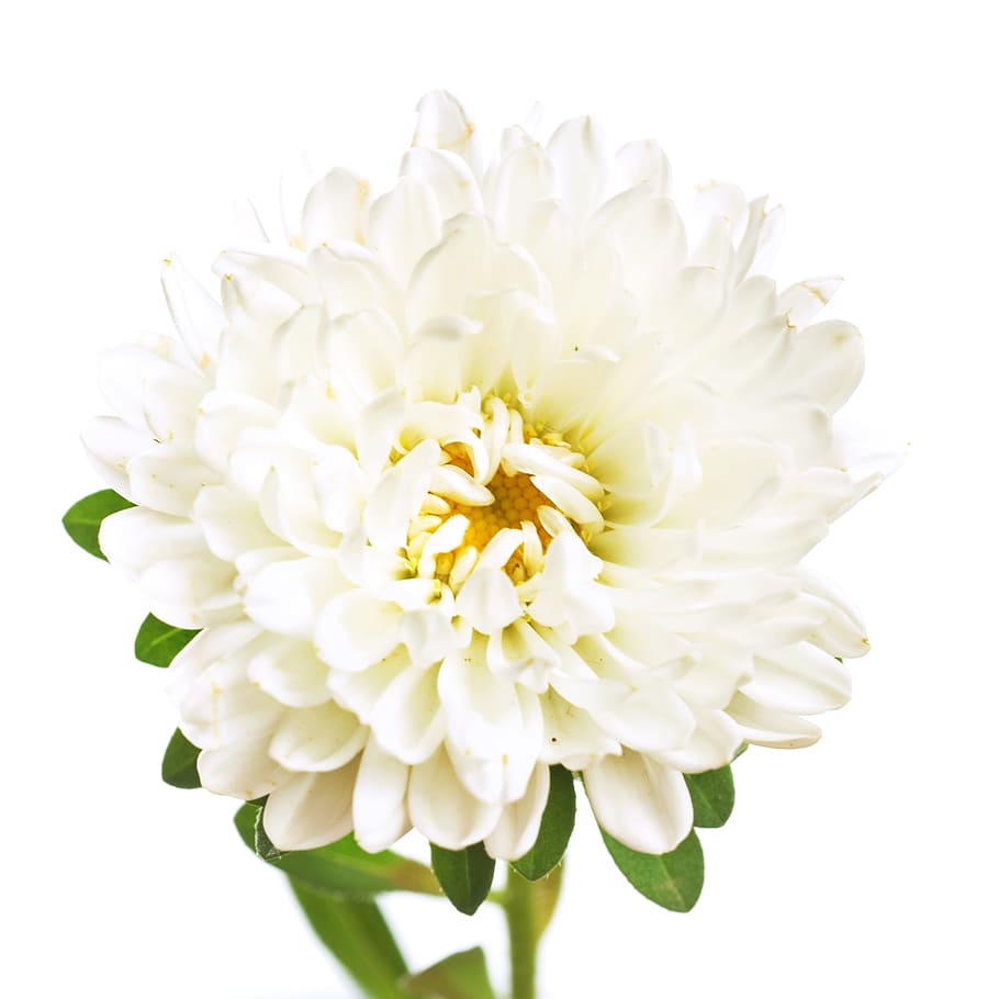 white, isolated, flower, closeup, detail, flora, floral, flores HD wallpaper