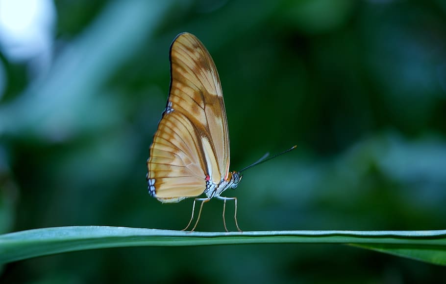 Brown Butterfly on Green Plant Leaf, close-up, insect, macro HD wallpaper