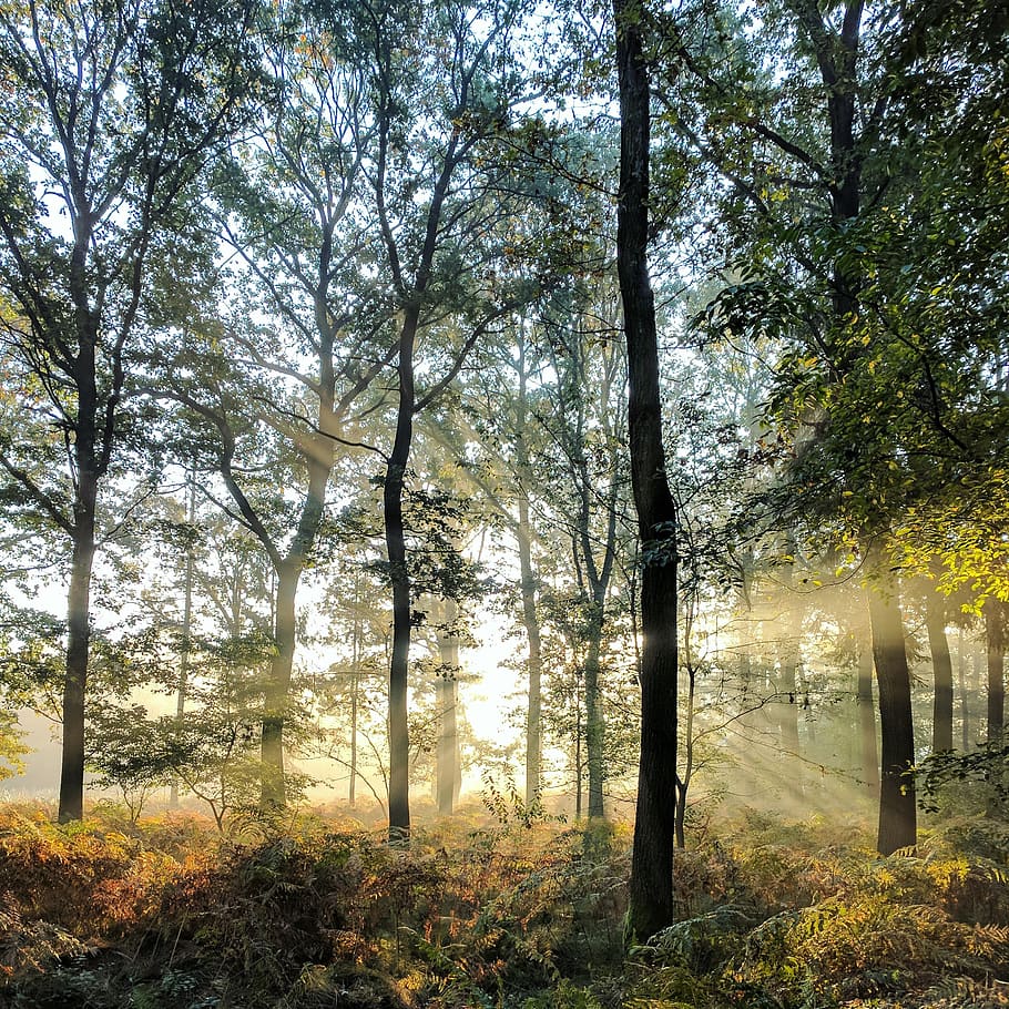 green trees under sunny sky, plant, land, forest, beauty in nature HD wallpaper