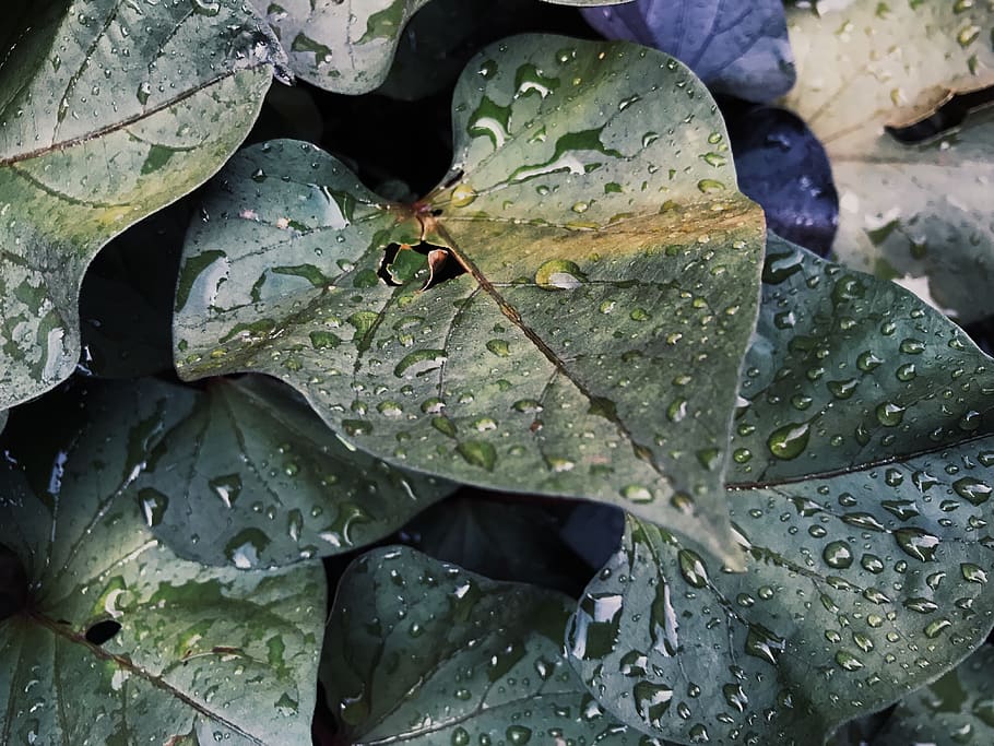 france, grenoble, drop, leaf, wet, plant part, water, beauty in nature HD wallpaper