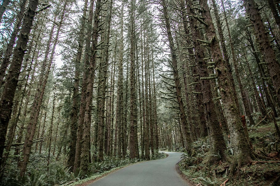 green-leafed trees, plant, trunk, tree trunk, forest, road, land HD wallpaper