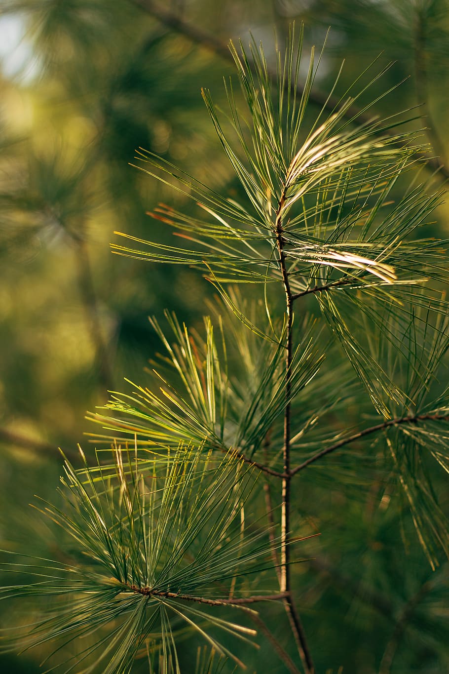 plant, tree, conifer, pine, vegetation, bush, larch, fir, abies HD wallpaper