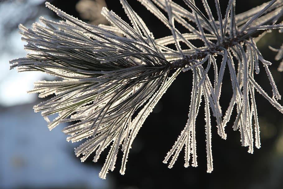 frost, winter, cold, nature, crystals, plants, fir, trees, focus on foreground HD wallpaper