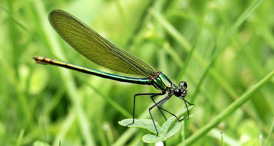 closeup, macro, dragon, dragonfly, insect, animal, wild, nature HD wallpaper