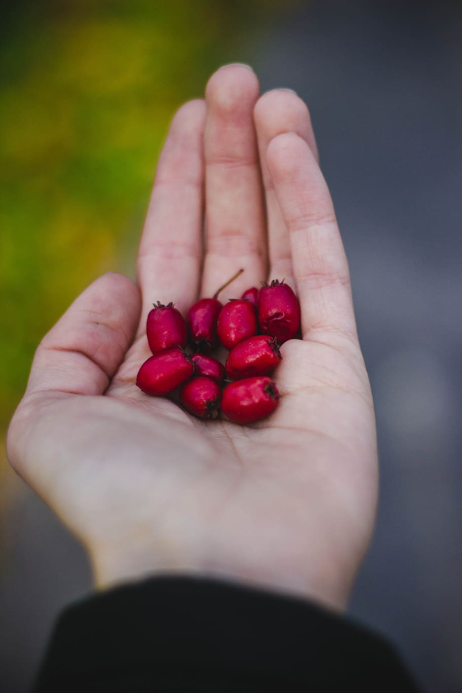Red berries, berry, fruit, hand, outdoor, human hand, healthy eating HD wallpaper