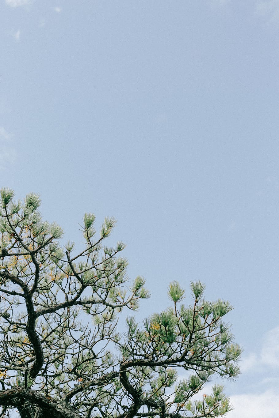 green leafed tree, plant, pine, conifer, abies, fir, nature, animal HD wallpaper