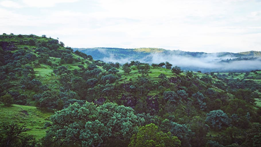 mexico, madera, trees, forrest, nature, fog, green, scenics - nature HD wallpaper