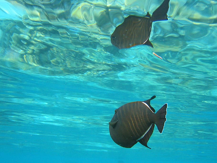 fish, black, trigger, triggerfish, animal, wild, nature, ocean HD wallpaper