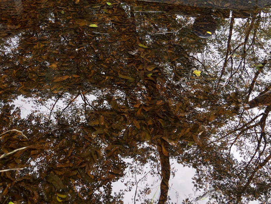 abstract, trees, forest, reflection, lake, plant, low angle view HD wallpaper