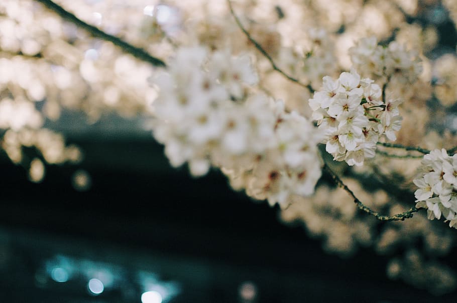 cherry blossoms, flowering plant, beauty in nature, freshness HD wallpaper