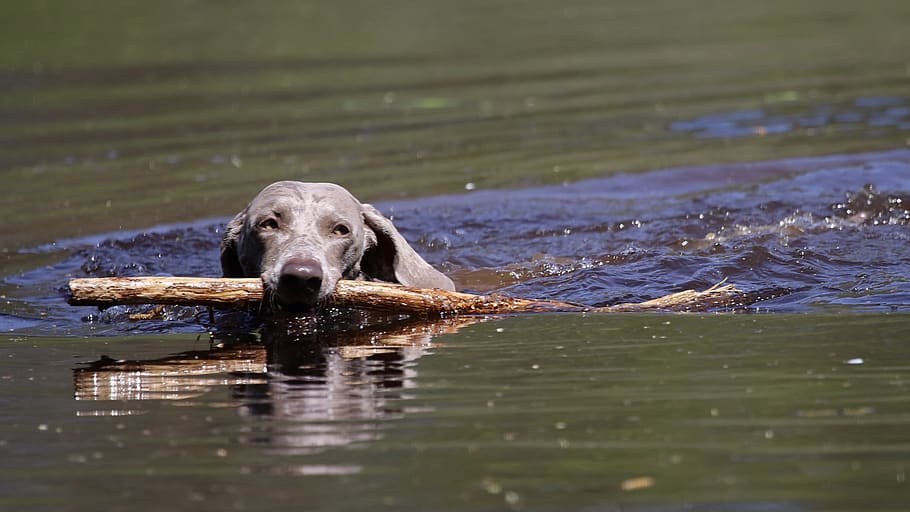 black dog bites brown wood stick, one animal, animal themes, mammal, HD wallpaper