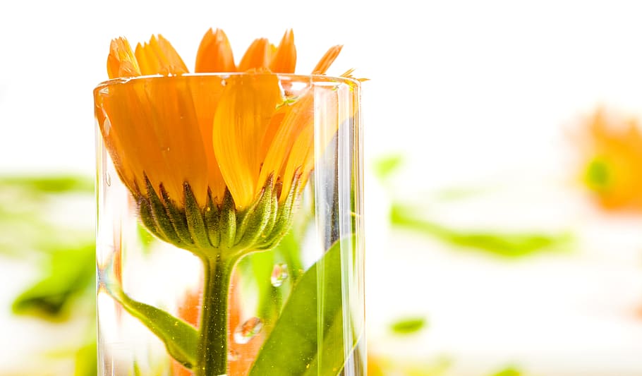 beautiful, orange, spring, blossom, bright, bunch, closeup HD wallpaper
