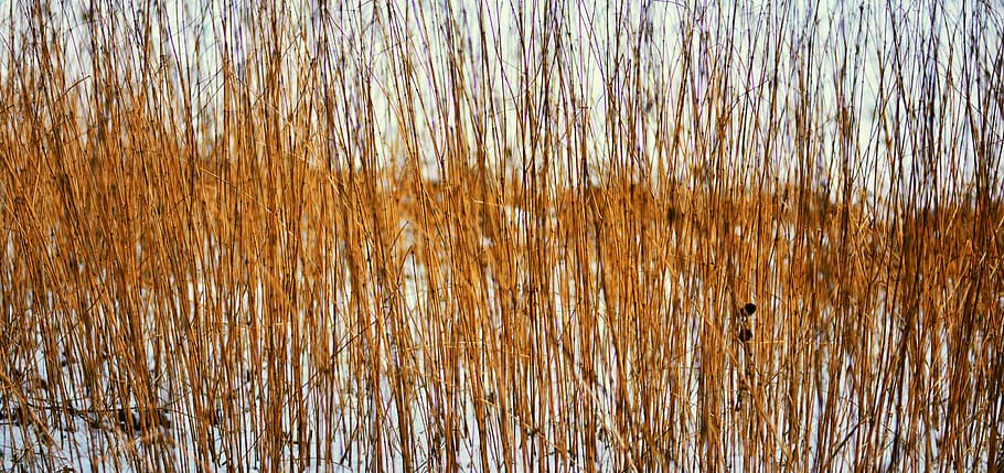 grasses, halme, blades of grass, stengel, stalk, background, HD wallpaper