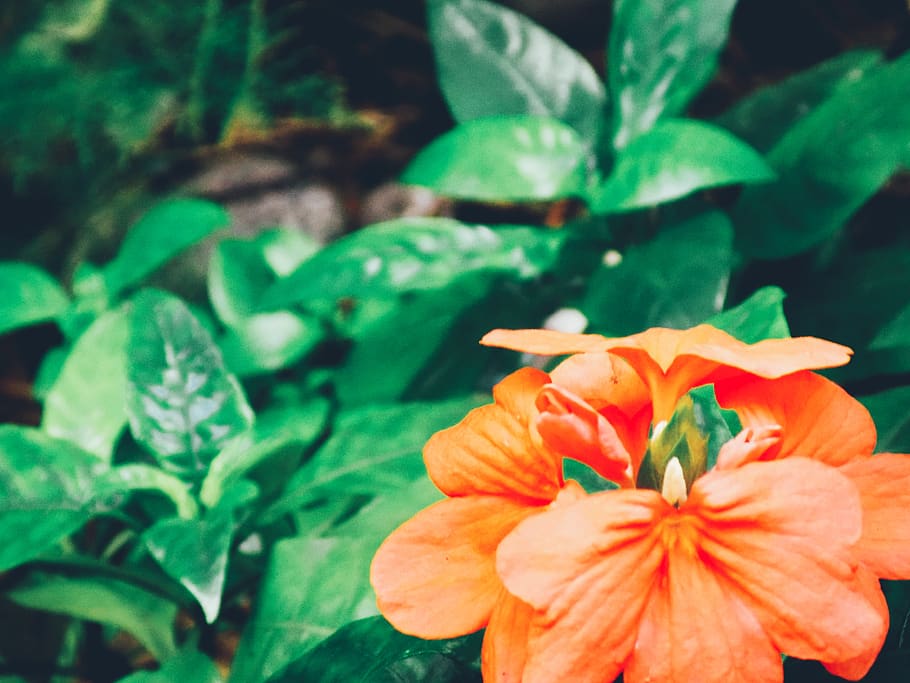 plant, flower, flowering plant, beauty in nature, freshness HD wallpaper