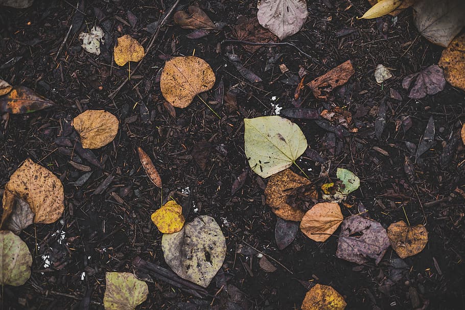 assorted leaves, leaf, earth, autumn, fall, grass, wet, nature HD wallpaper