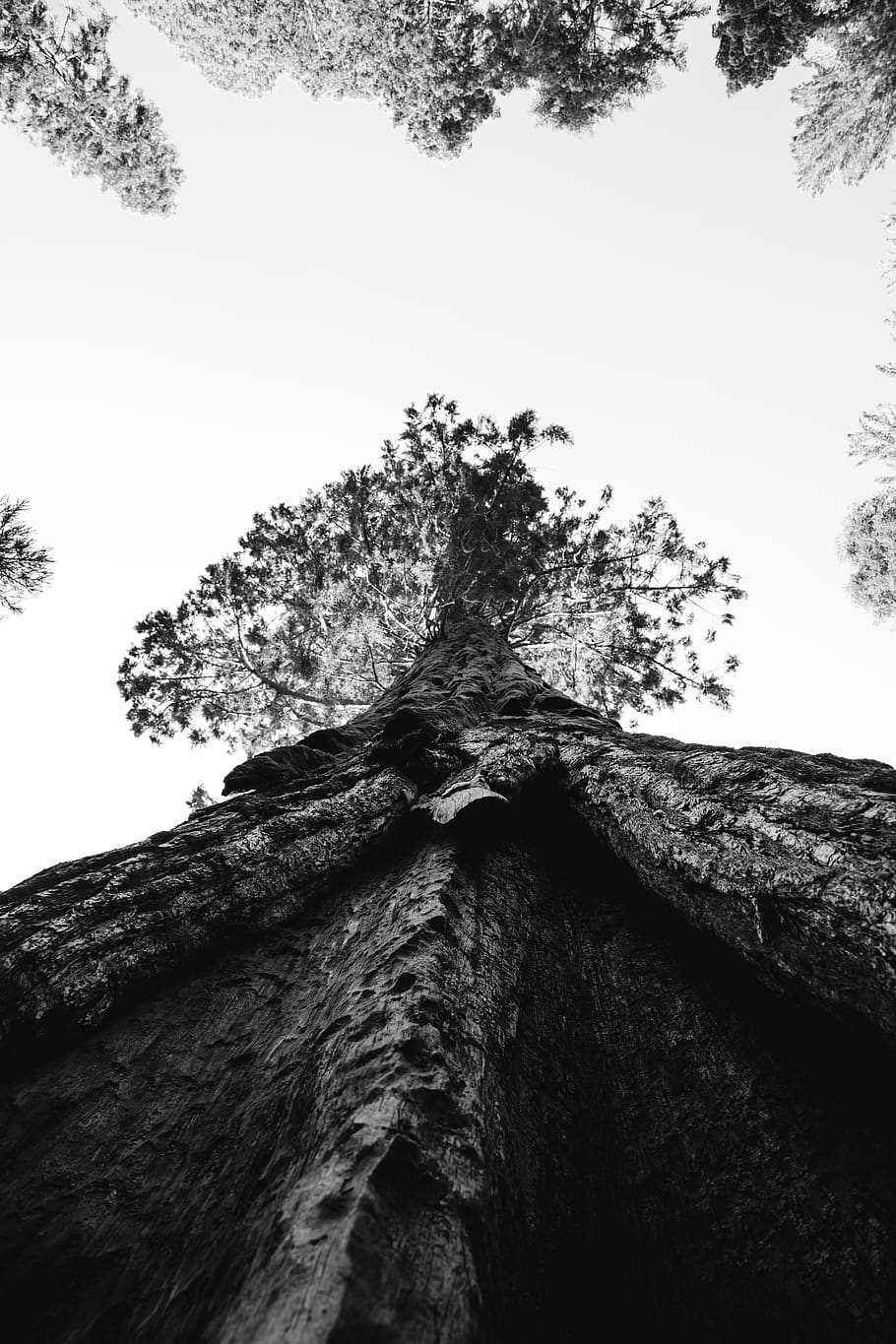 low angle and grayscale photography tree, sky, plant, low angle view HD wallpaper