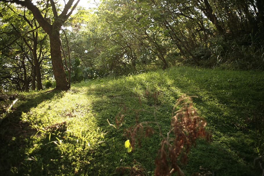 plant, vegetation, tree, field, grassland, outdoors, nature HD wallpaper