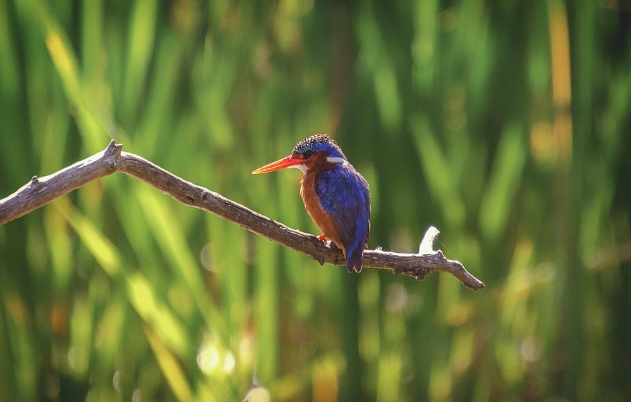 kingfisher, malachite, bird, perched, wildlife, nature, green HD wallpaper