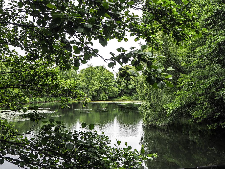 trees, lake, forest, river, nature, photography, beautiful HD wallpaper