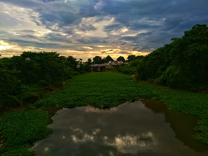 india, balurghat, plant, tree, sky, cloud - sky, water, beauty in nature HD wallpaper