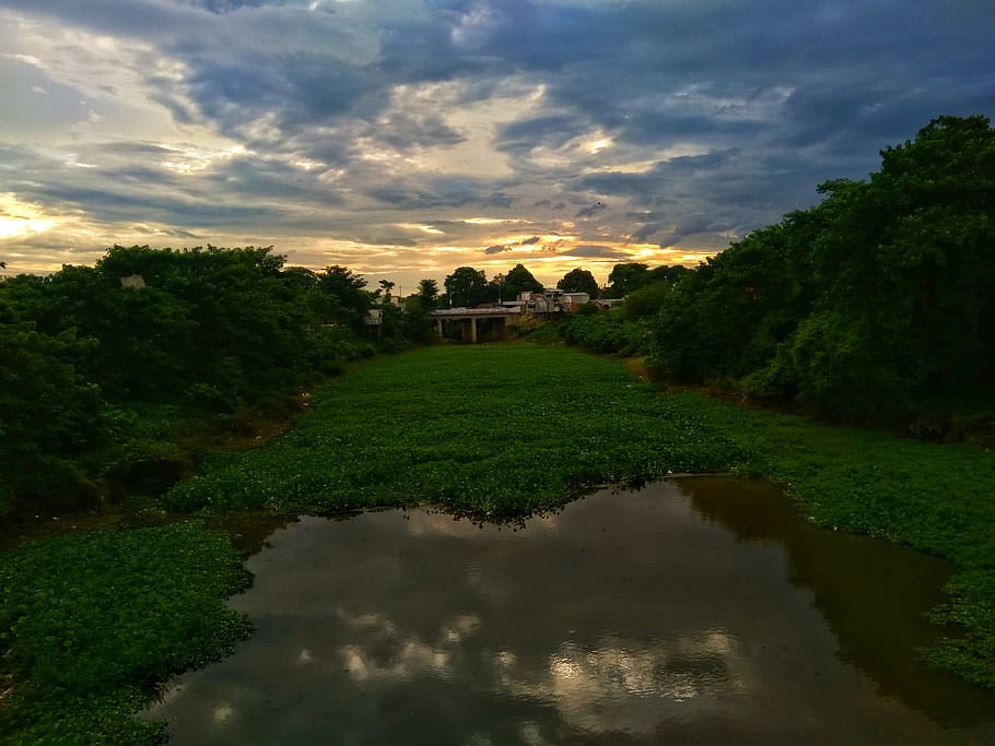 india, balurghat, plant, tree, sky, cloud - sky, water, beauty in nature HD wallpaper
