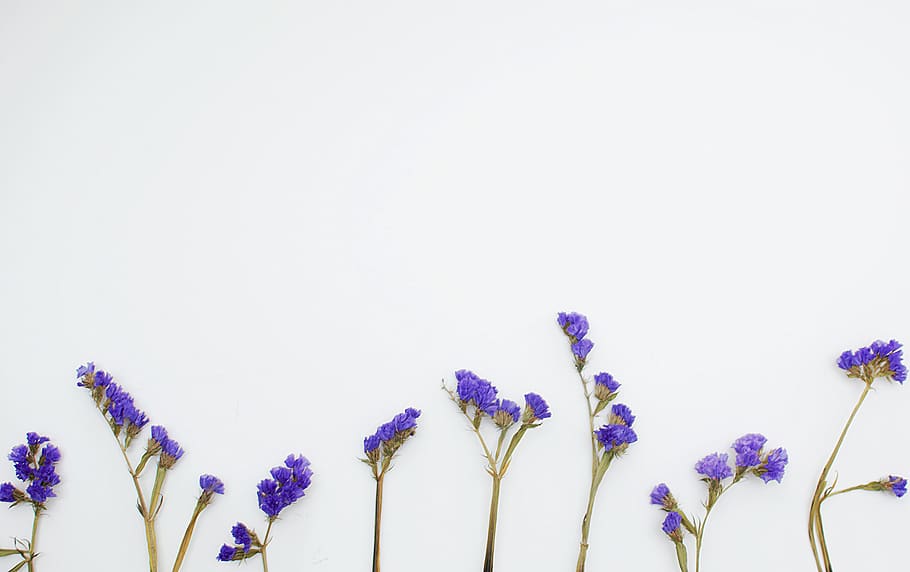plant, blossom, iris, flower, lavender, geranium, purple, white, HD wallpaper