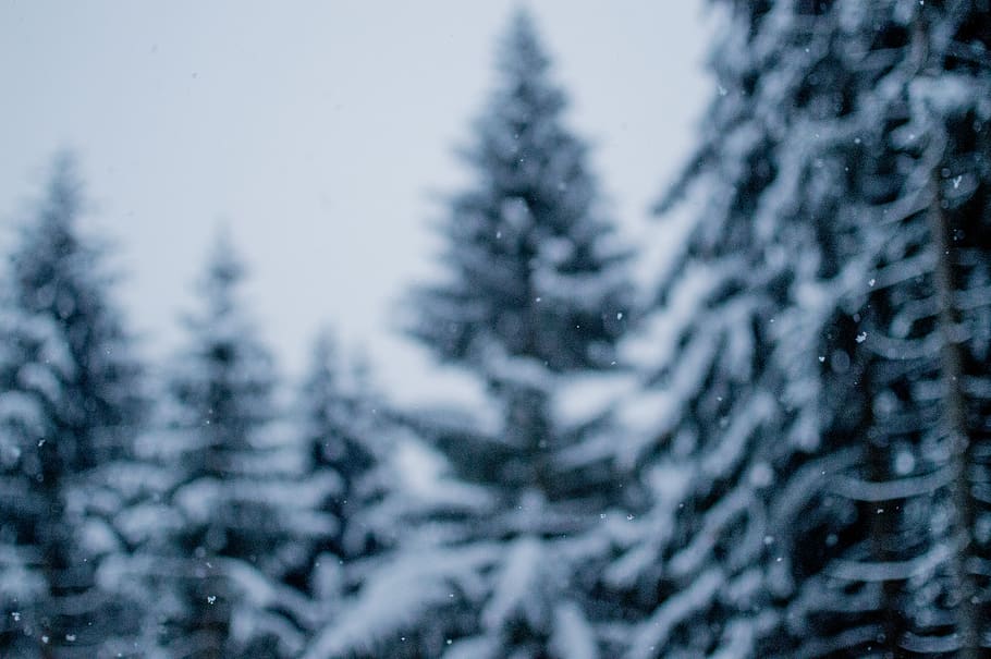 pine tree covered with snow, plant, abies, fir, tirol, innsbruck HD wallpaper
