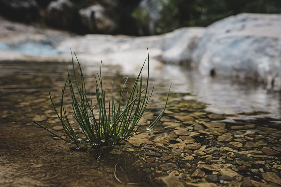 green plant, nature, grass, water, land, outdoors, italy, sardinia HD wallpaper