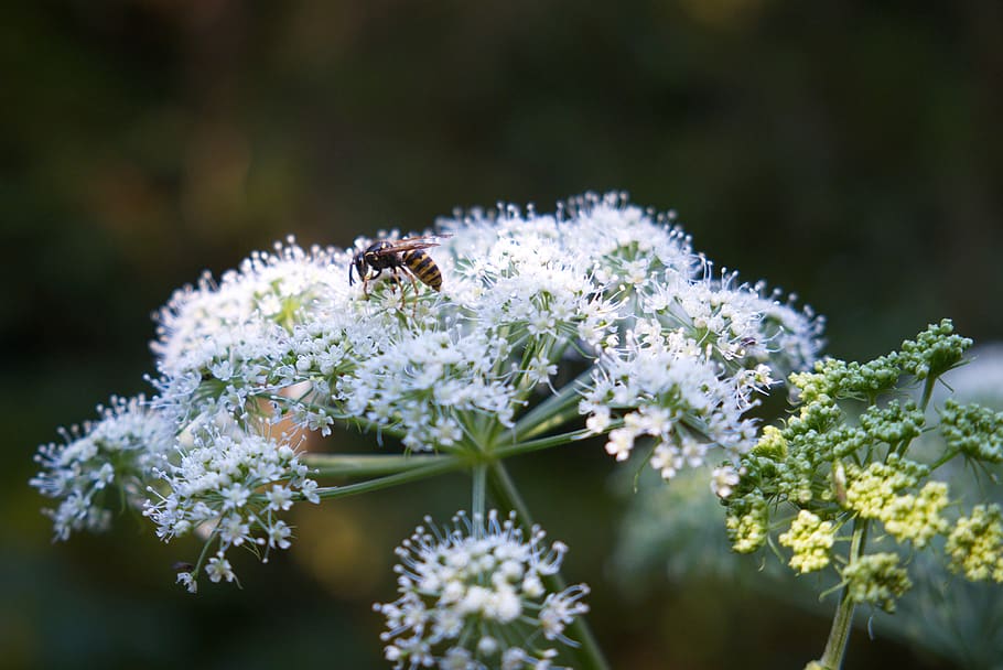 wasp, yarrow, nature, flower, flowering plant, freshness, fragility HD wallpaper