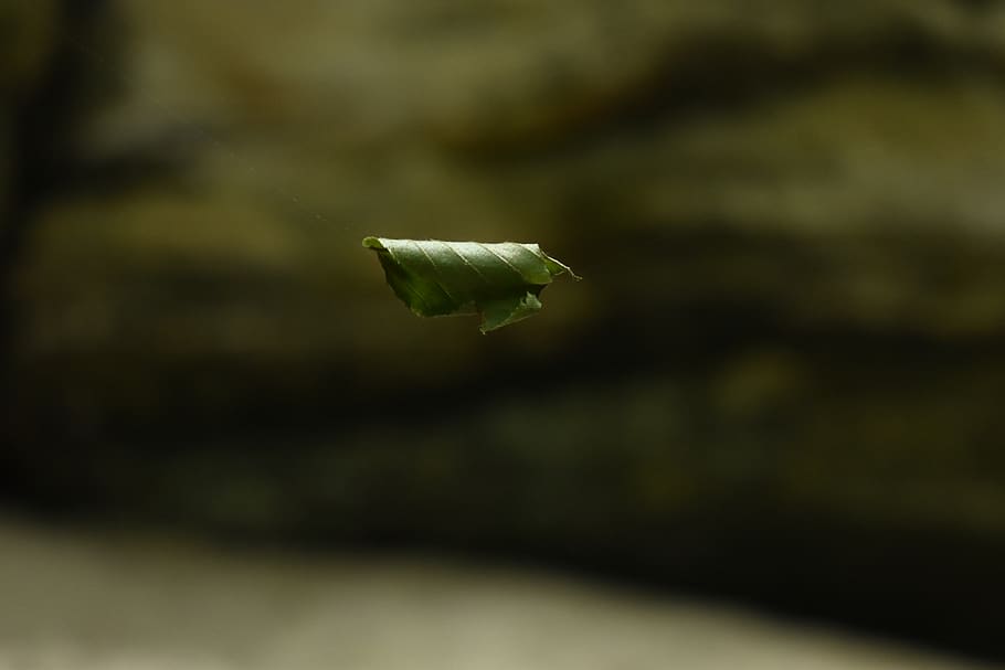leaf, bokeh, floating, nature, close-up, plant, beauty in nature HD wallpaper