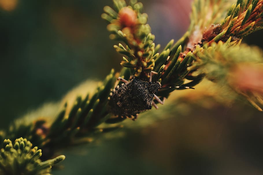 little guy, bug, nature, macro, fall, a bugs life, autumn, critter, HD wallpaper