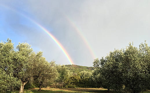 greece, rhodes, double, rainbow, olive, trees, plant, beauty in nature HD wallpaper