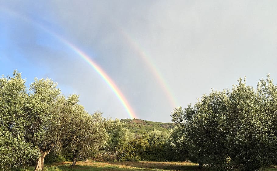 greece, rhodes, double, rainbow, olive, trees, plant, beauty in nature HD wallpaper