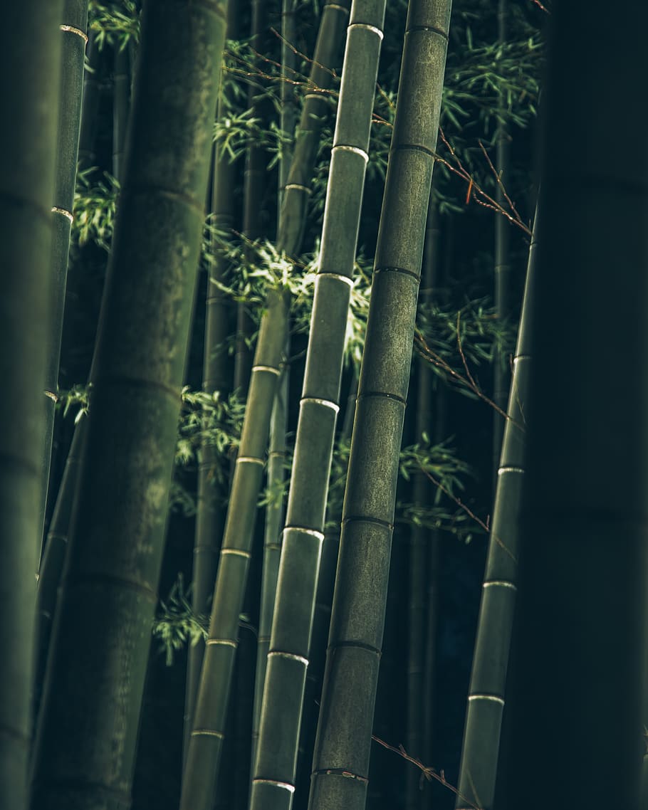 japan, kyōto-shi, arashiyama bamboo grove, kyoto, nature, green, HD wallpaper