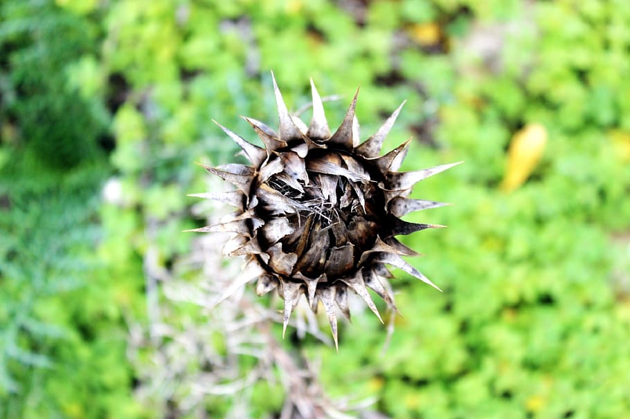 detail, dry, plant, nature, focus on foreground, close-up, no people HD wallpaper