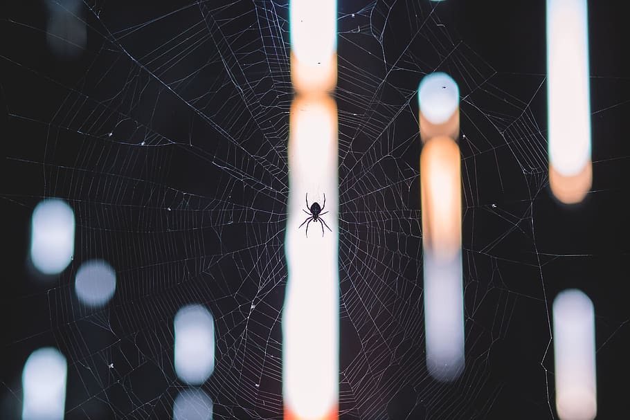 A little spider in his web., halloween, suchawa, poland, black, HD wallpaper