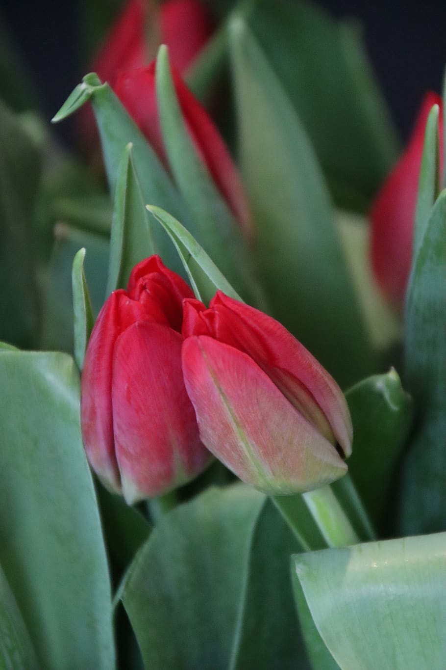 spring, tulips, flowers, flora, plant, red, spring flowers HD wallpaper