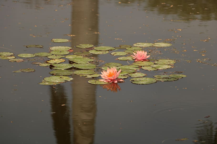 pool, water, reflection, lake, lotus, lily, floating, aquatic HD wallpaper