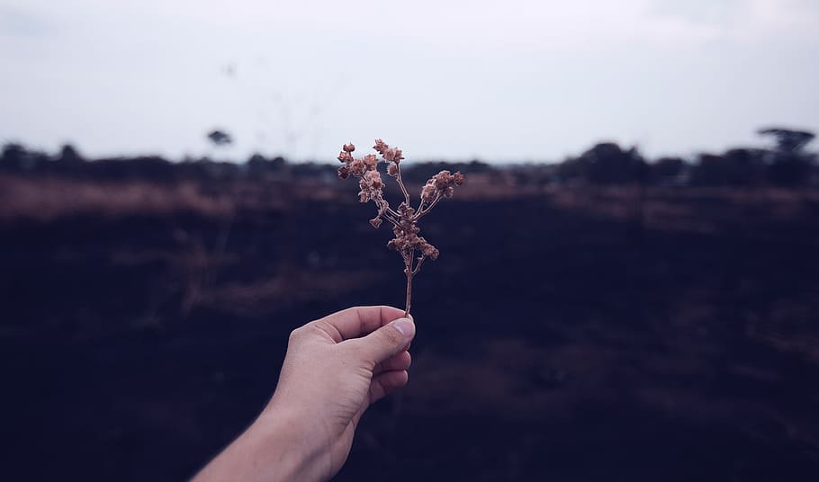 autumn, leaf, hand, bush, brown, landscape, vista, person, people HD wallpaper