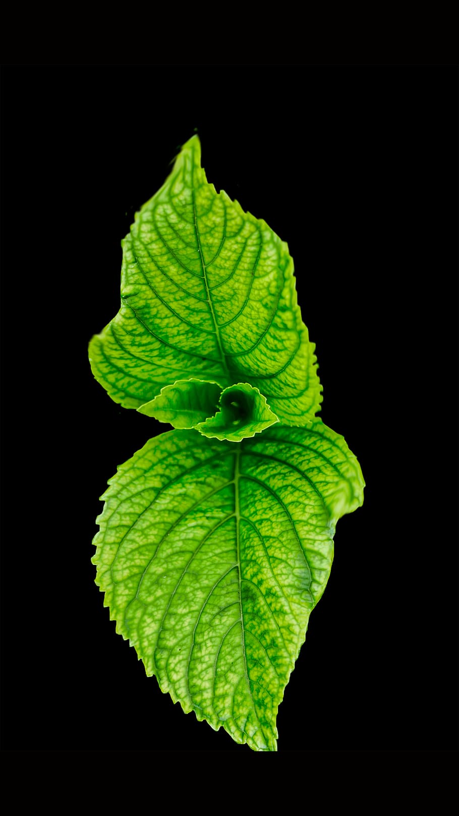Green Leaf, aromatic, black, bright, close-up, disjunct, food, HD wallpaper