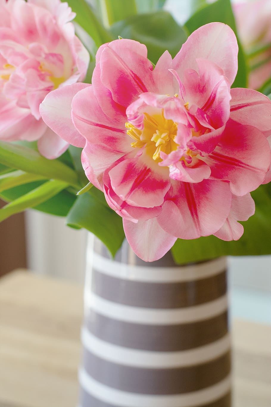 tulip, pink, flower, spring, spring flower, gorgeous, vase HD wallpaper