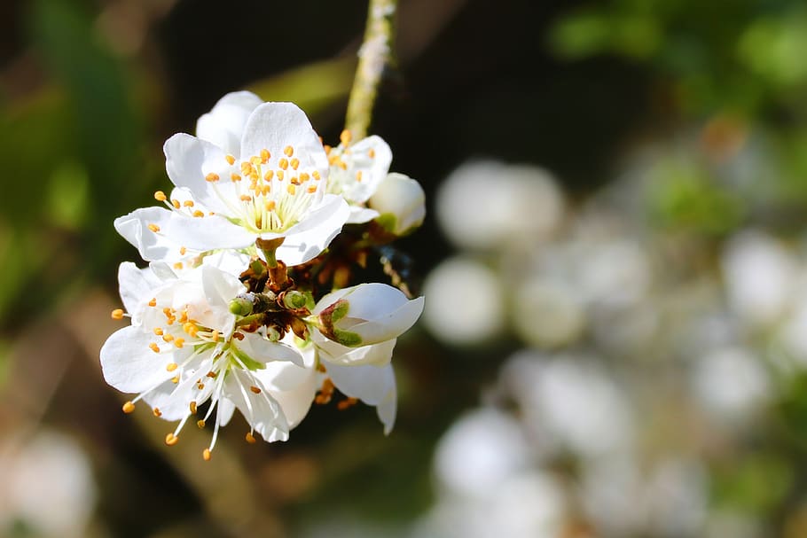 cherry blossom, cherry tree, fruit tree, fruit tree blossoming HD wallpaper
