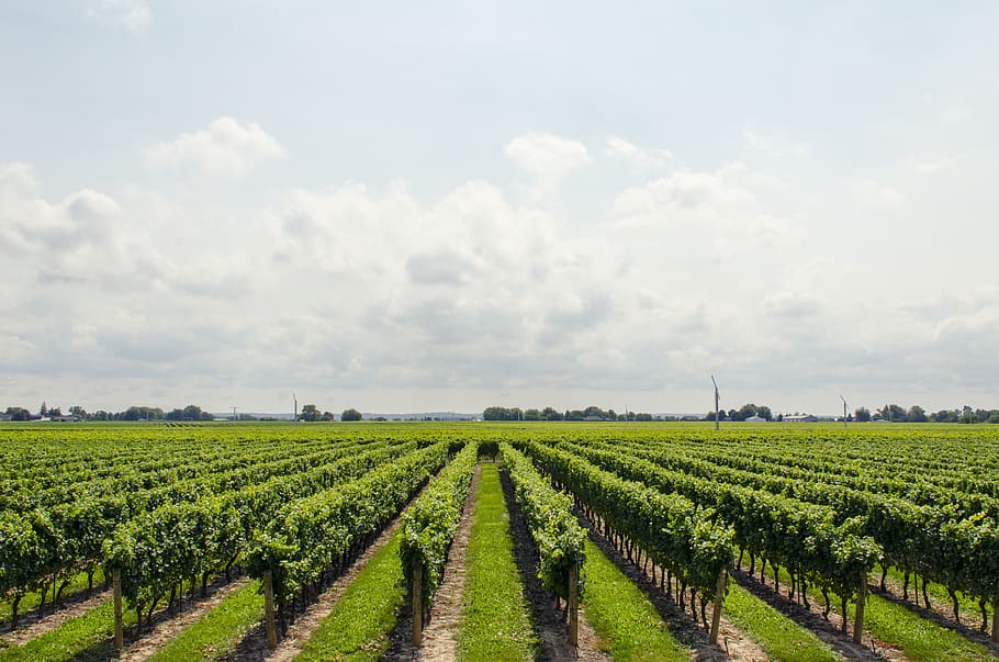 Green Tree Field, clouds, farm, grapes, nature, sky, vineyard, HD wallpaper
