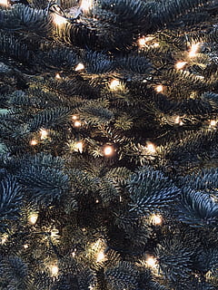 green Christmas tree with LED light, plant, ornament, lighting HD wallpaper