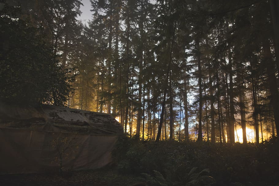 plant, tree, fire, conifer, abies, nature, forest, forest fire HD wallpaper