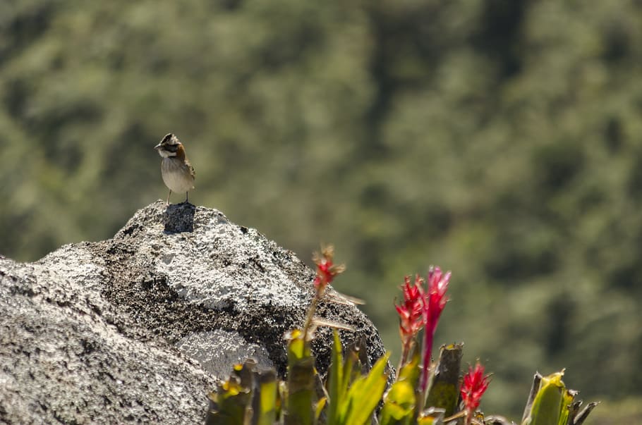 bird, sparrow, mountain, rock, stone, nature, adventure, animals in the wild HD wallpaper